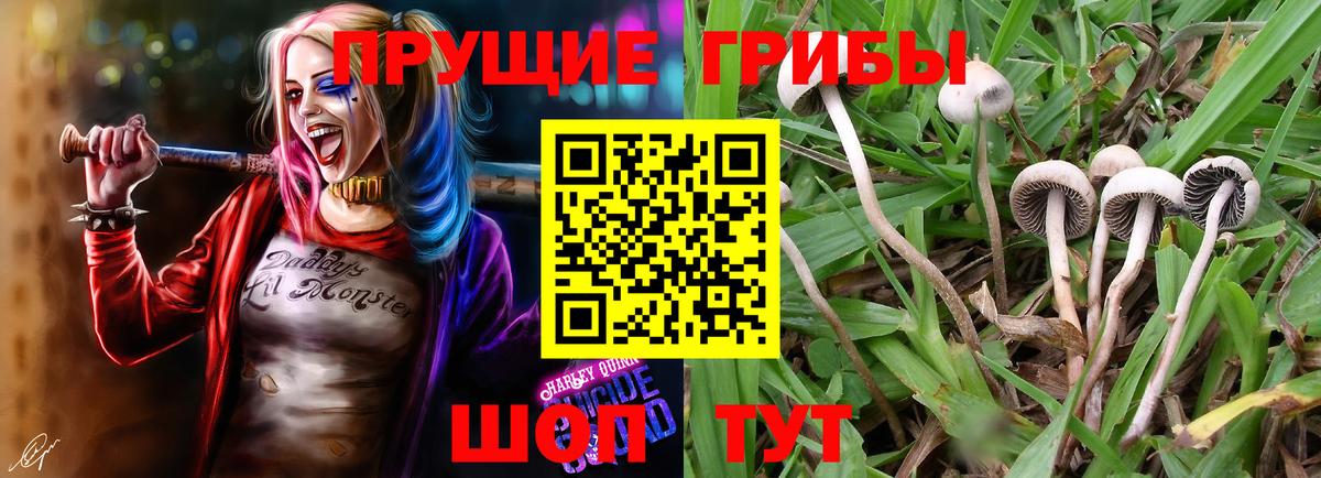 Североморск  цена   Галлюциногенные грибы MAGIC MUSHROOMS  Вход с VPN  Псилоцибиновые грибы прущие грибы 